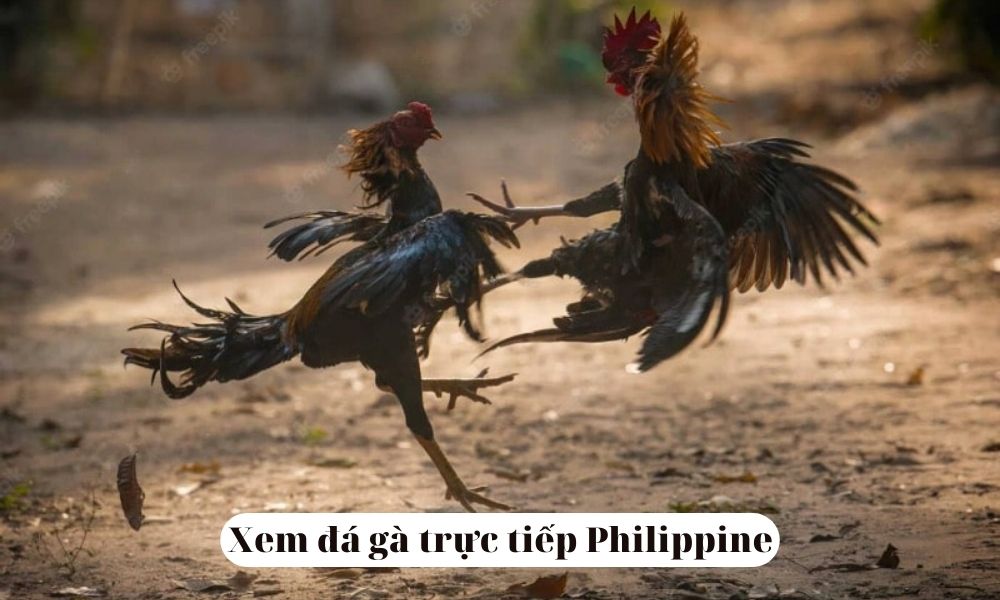Xem đá gà Philippine